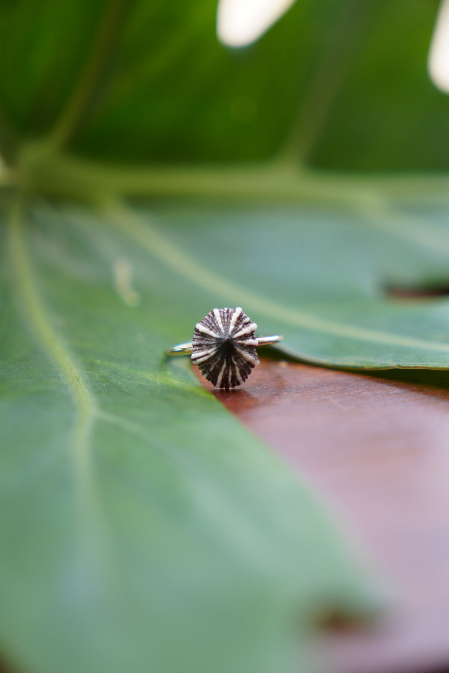 'Opihi 'awa Ring (SIZE 5)