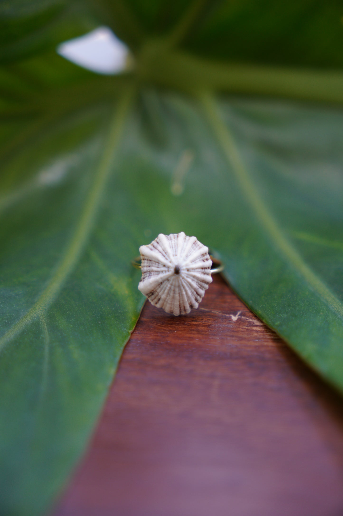 'Opihi 'awa Ring (SIZE 6)