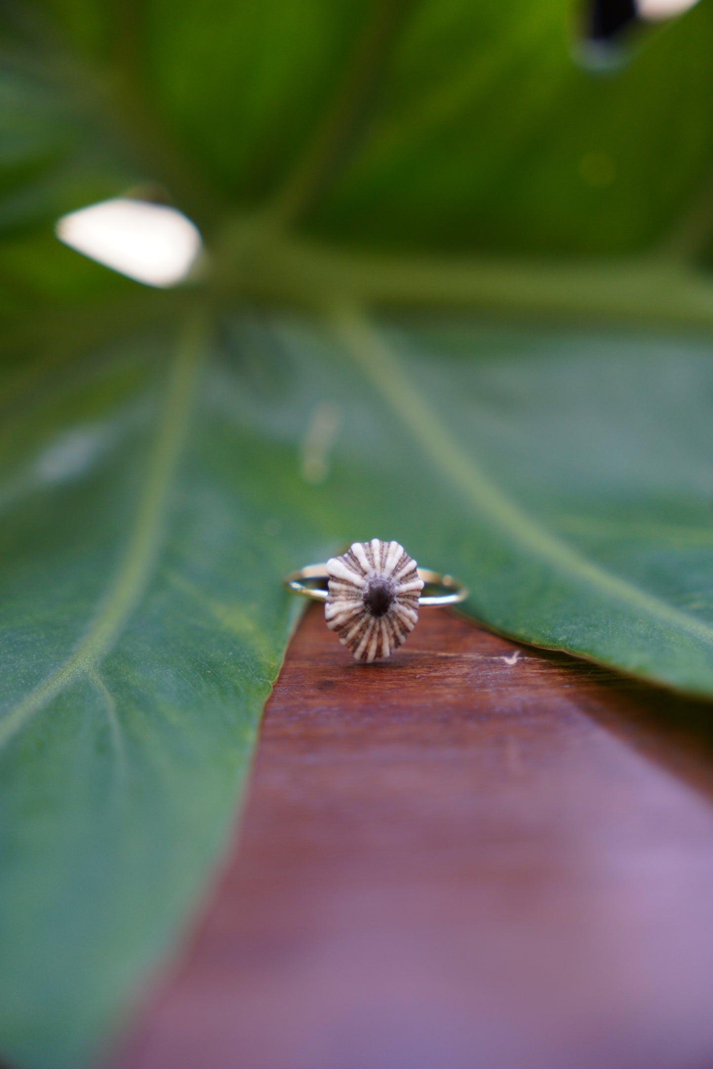 'Opihi 'awa Ring (SIZE 6)