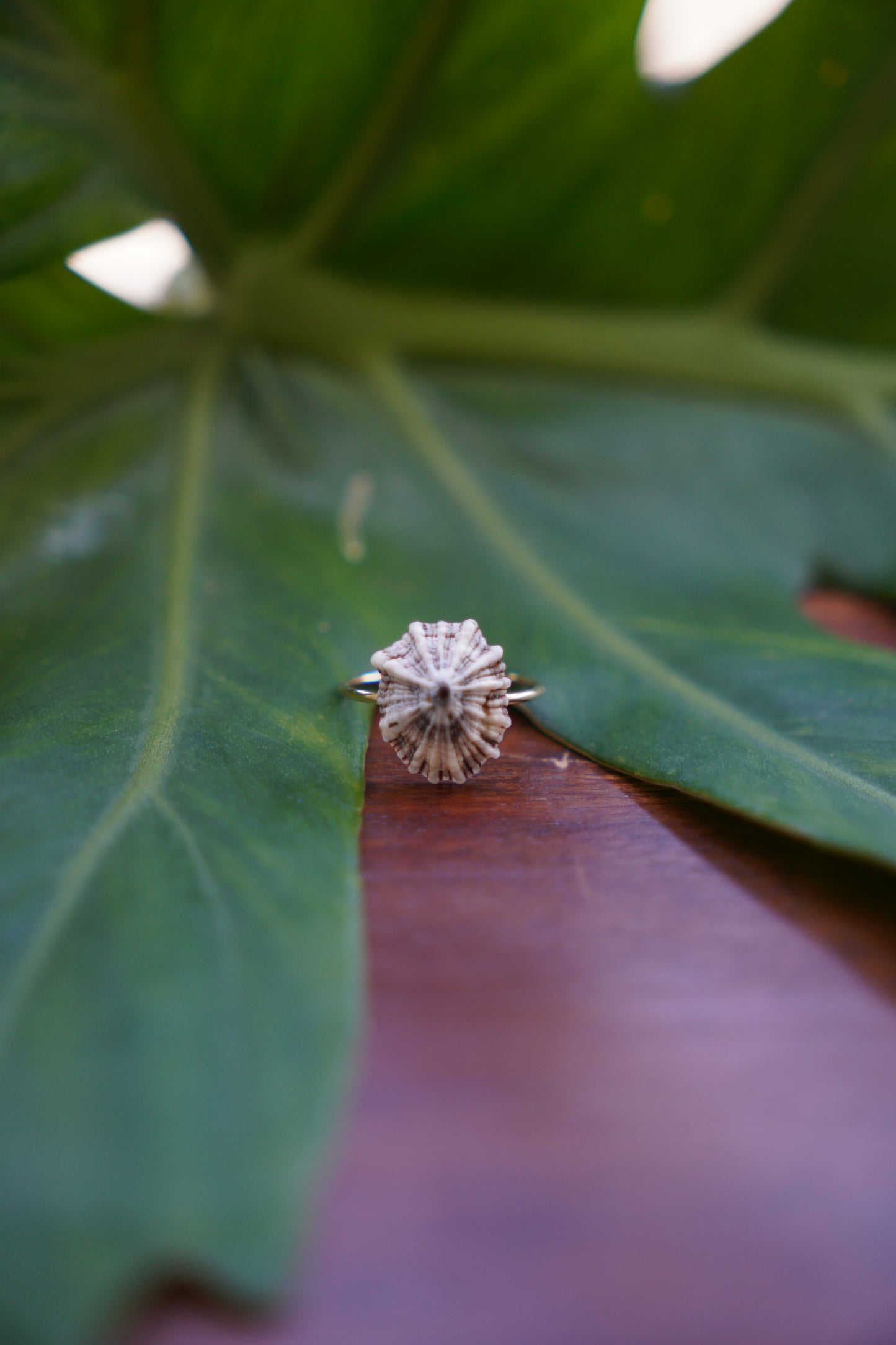 'Opihi 'awa Ring (SIZE 6)