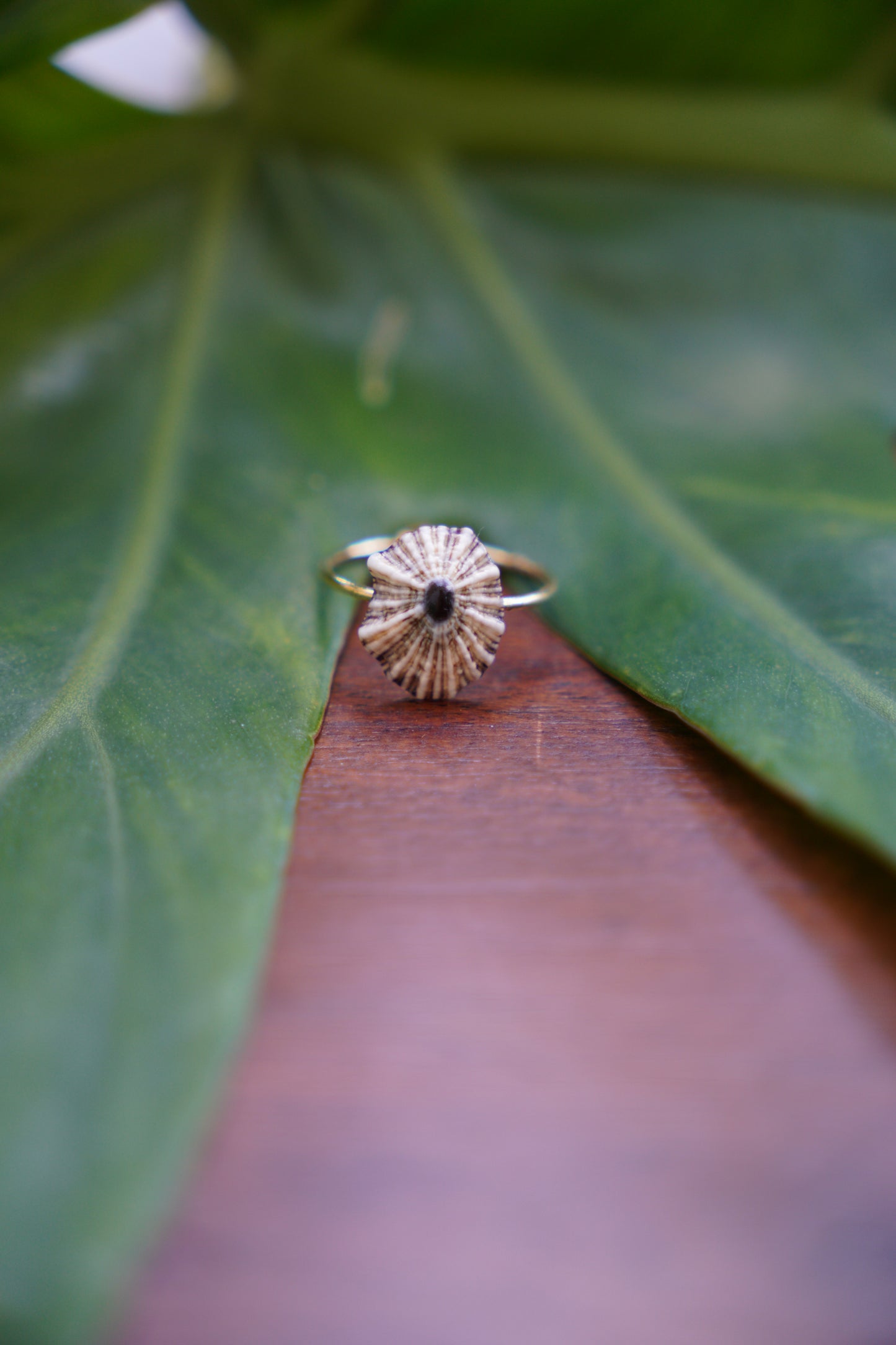'Opihi 'awa Ring (SIZE 6)