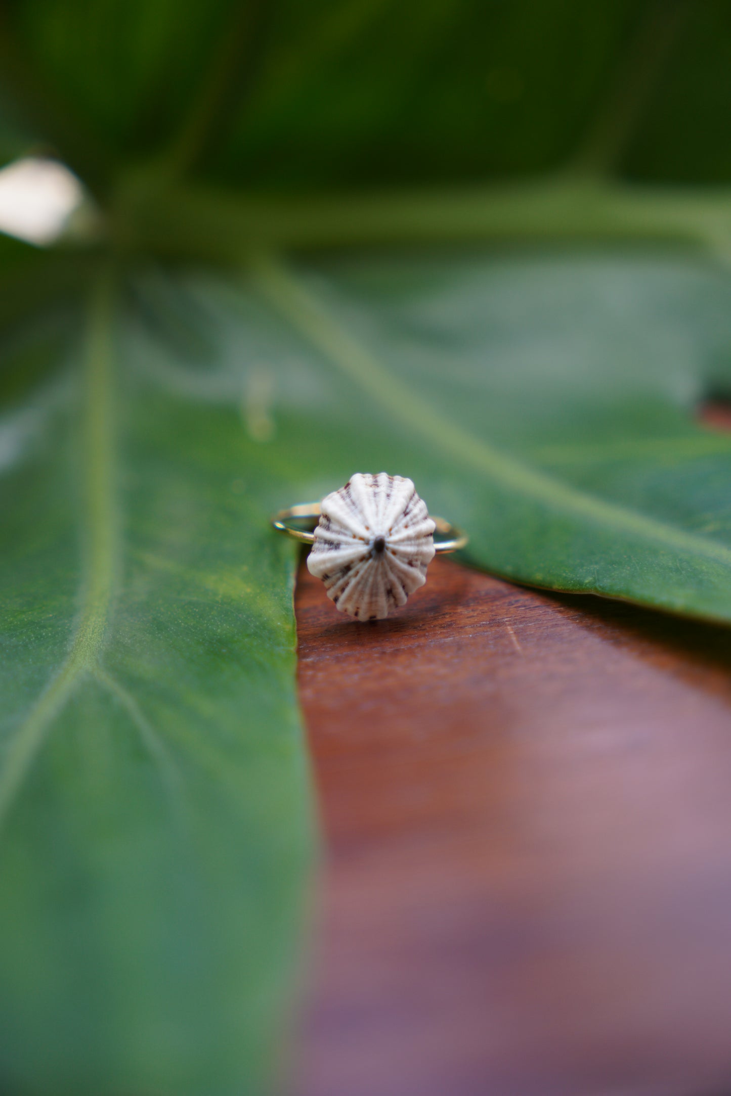 'Opihi 'awa Ring (SIZE 6)