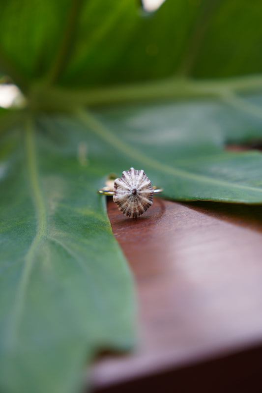 'Opihi 'awa Ring (SIZE 7)