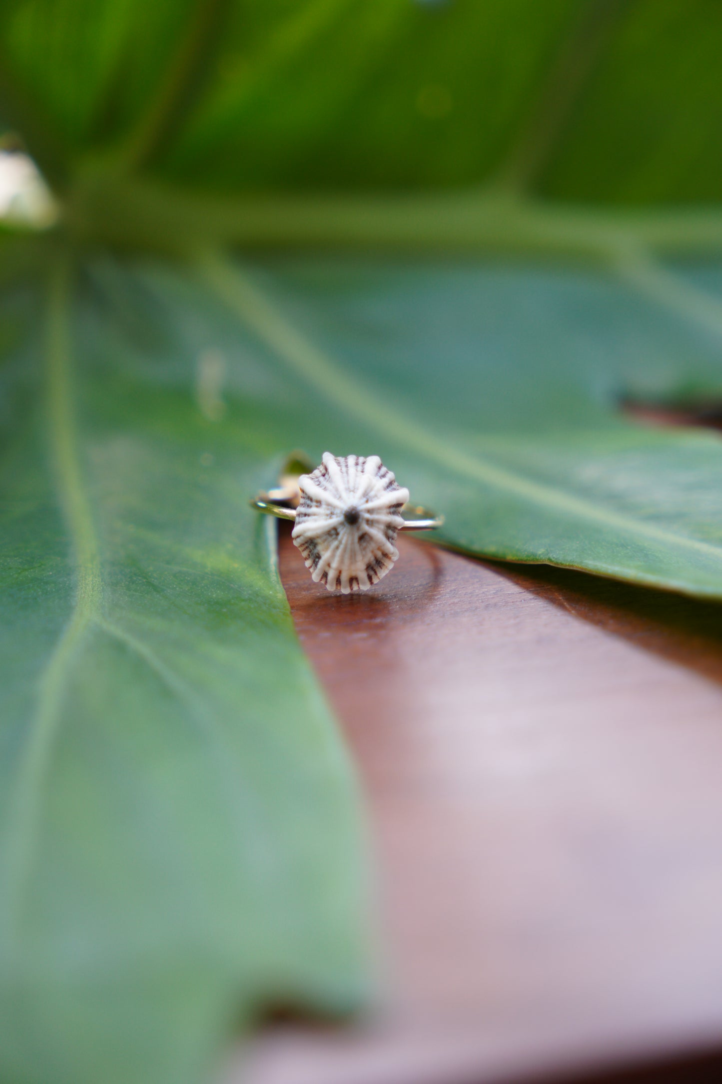 'Opihi 'awa Ring (SIZE 7)