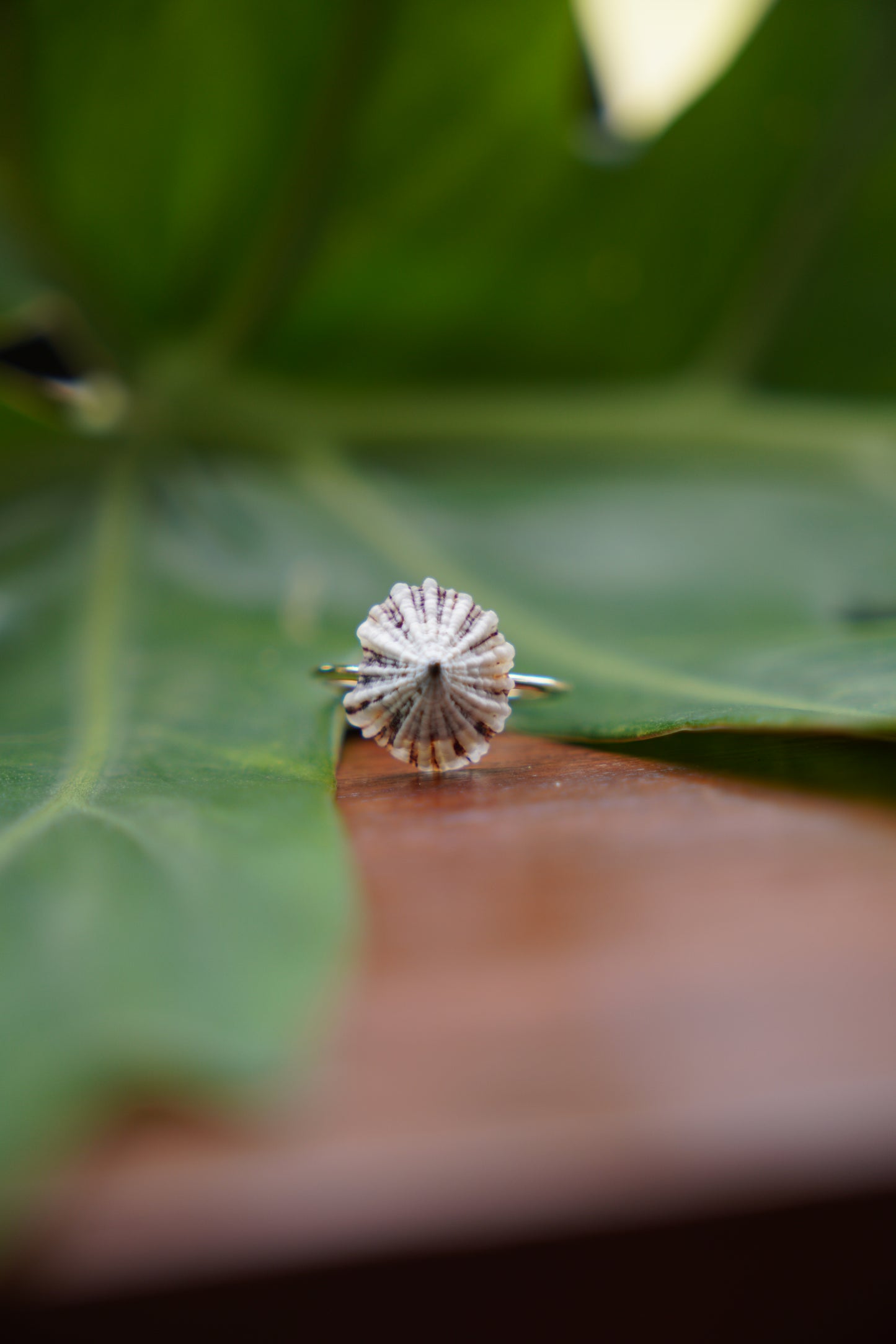 'Opihi 'awa Ring (SIZE 7)