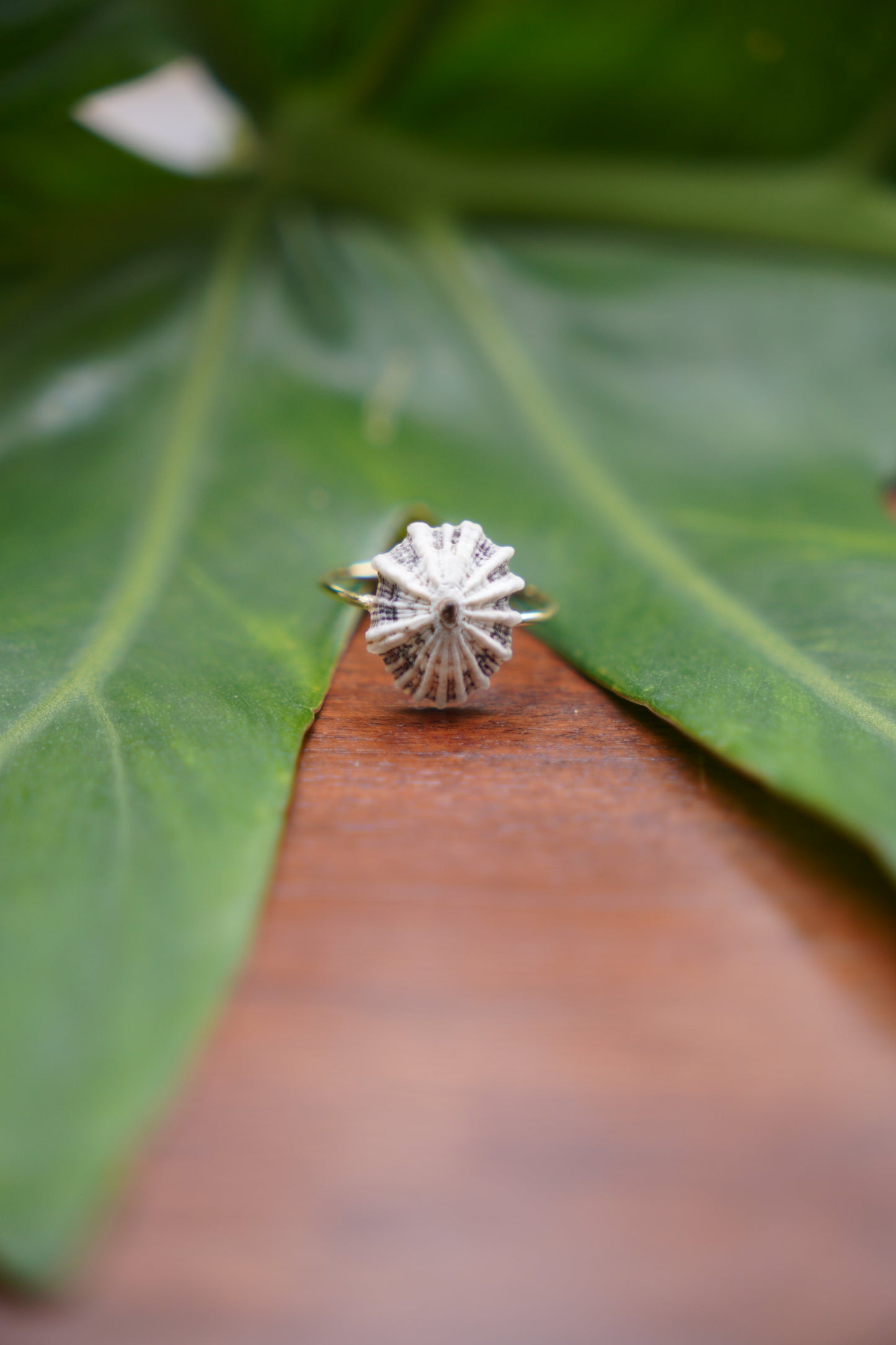 'Opihi 'awa Ring (SIZE 7)