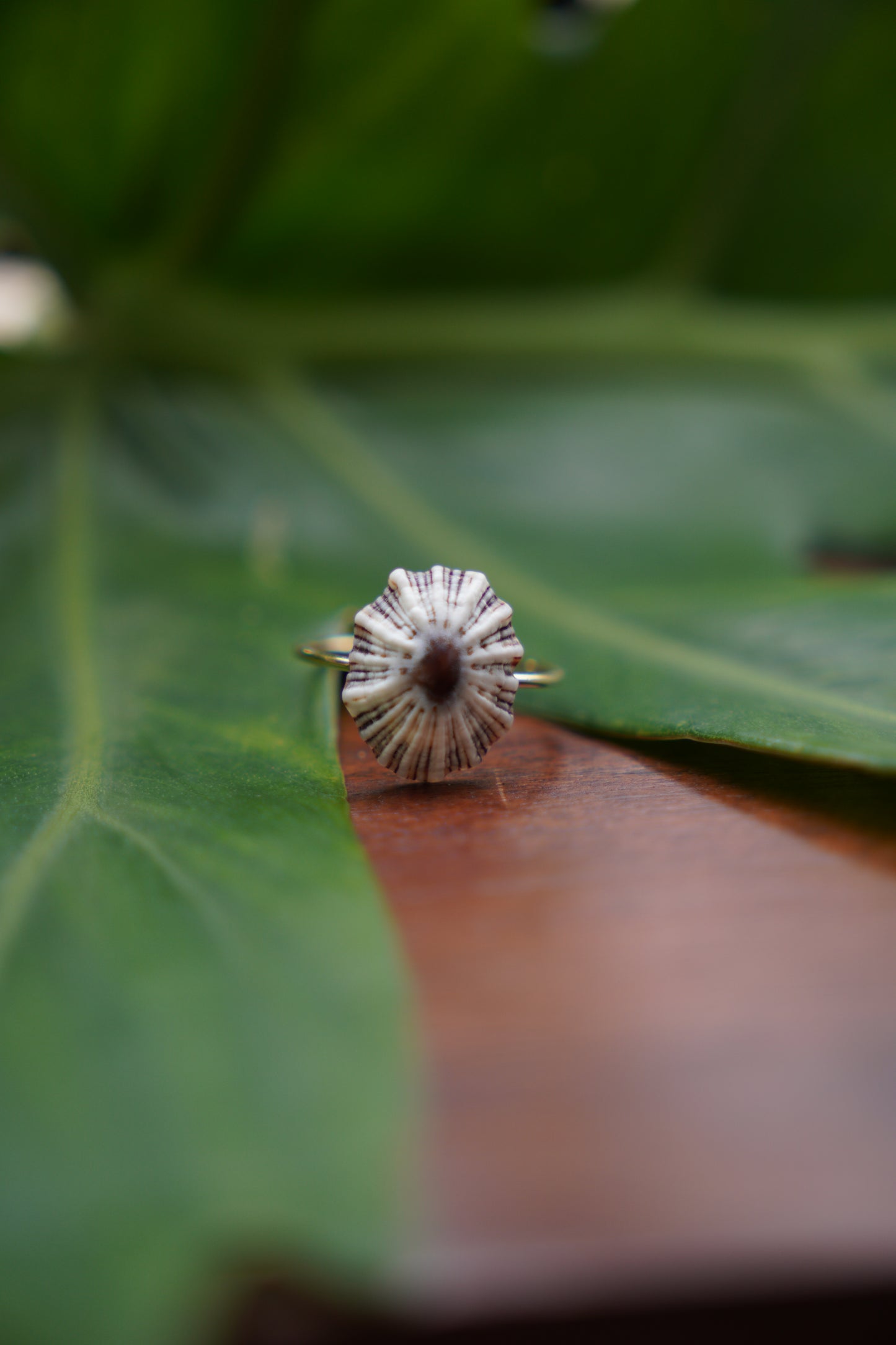 'Opihi 'awa Ring (SIZE 8)