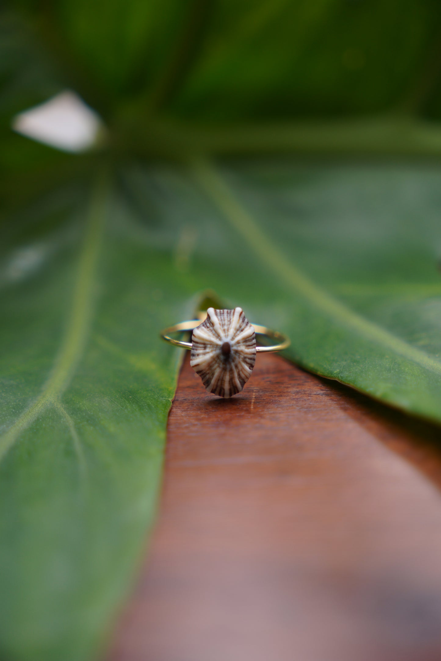 'Opihi 'awa Ring (SIZE 8)
