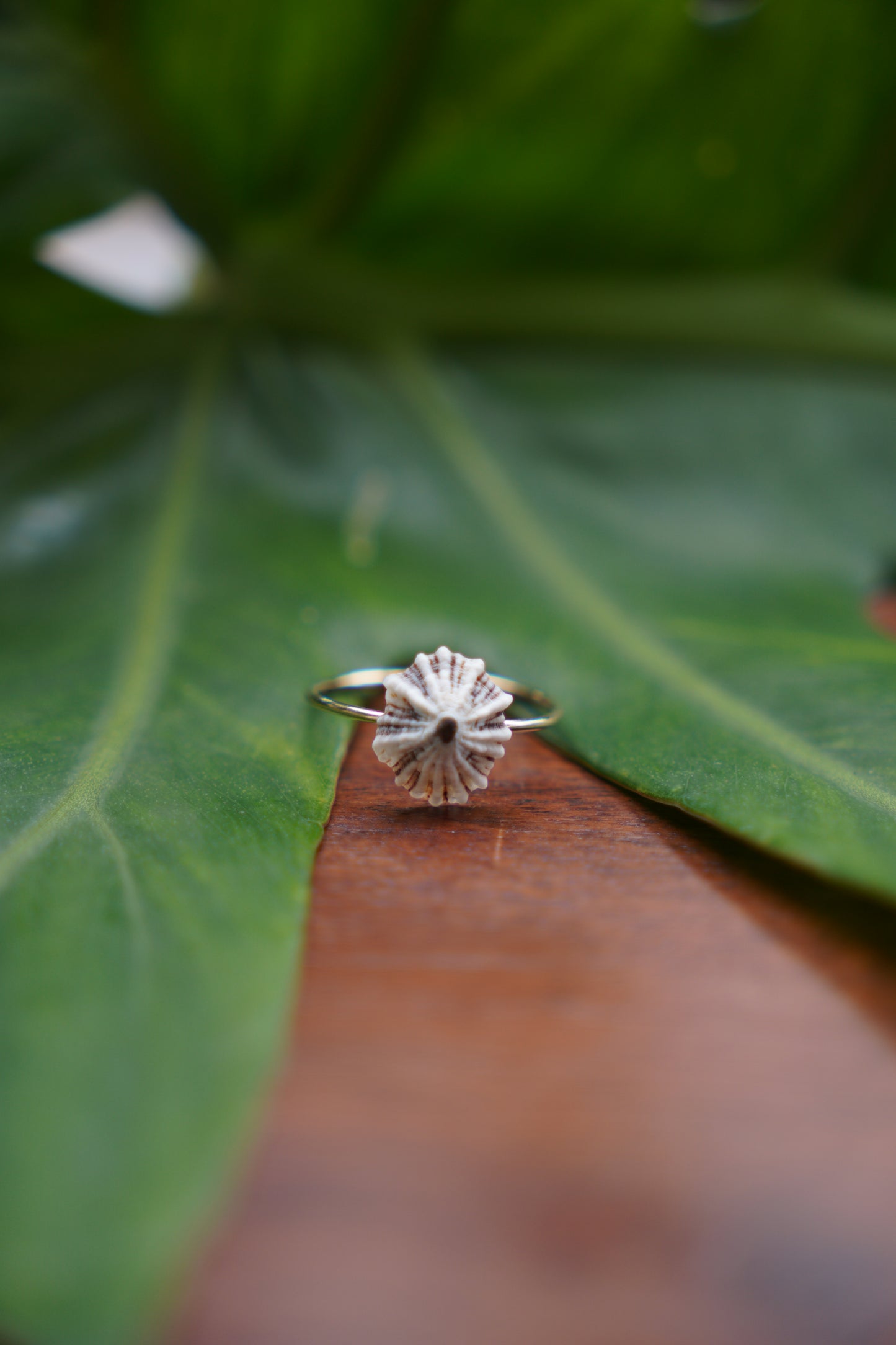 'Opihi 'awa Ring (SIZE 8)